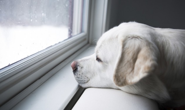 winter-dog-istock-46950414-630x375